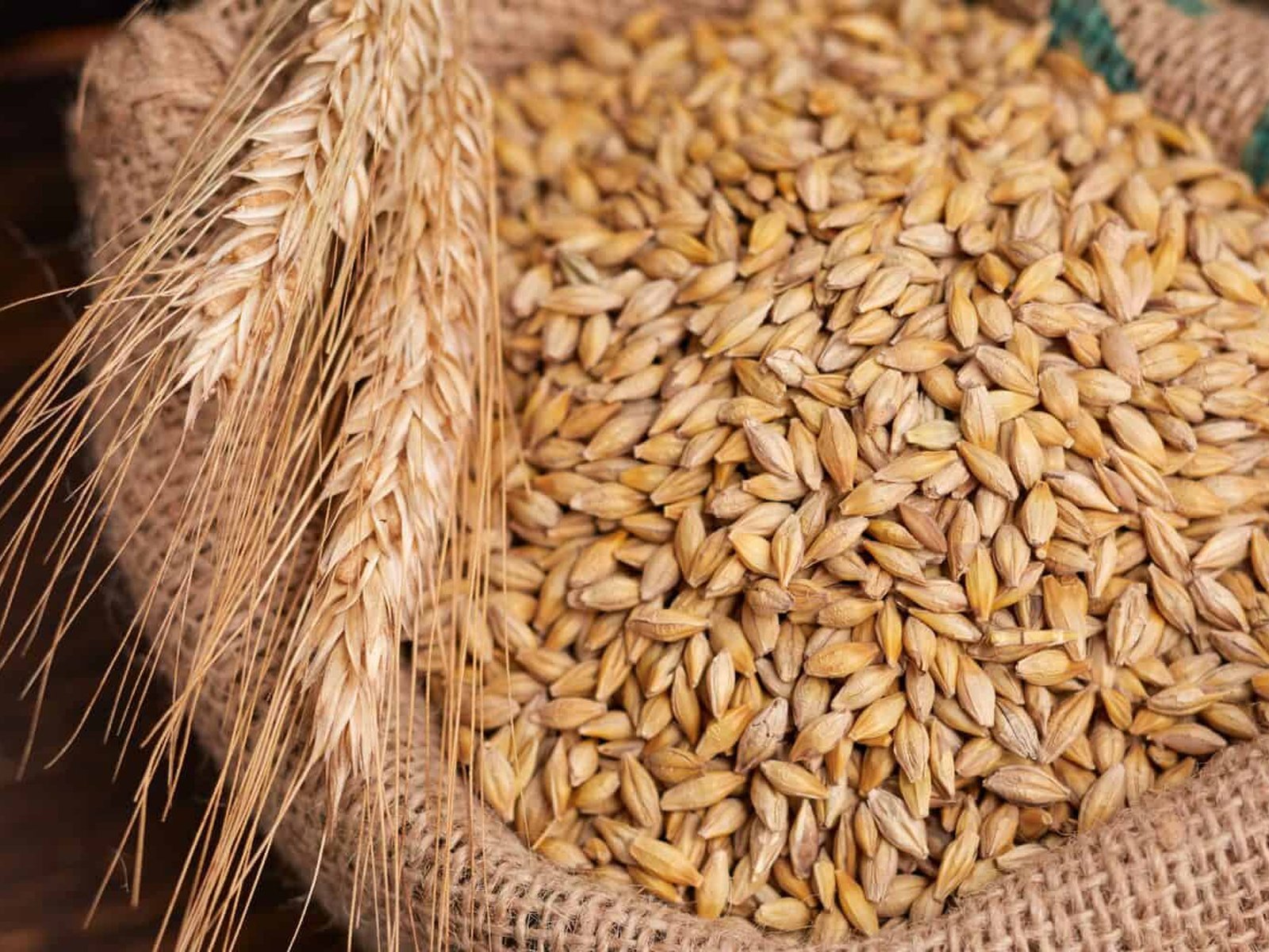 Barley