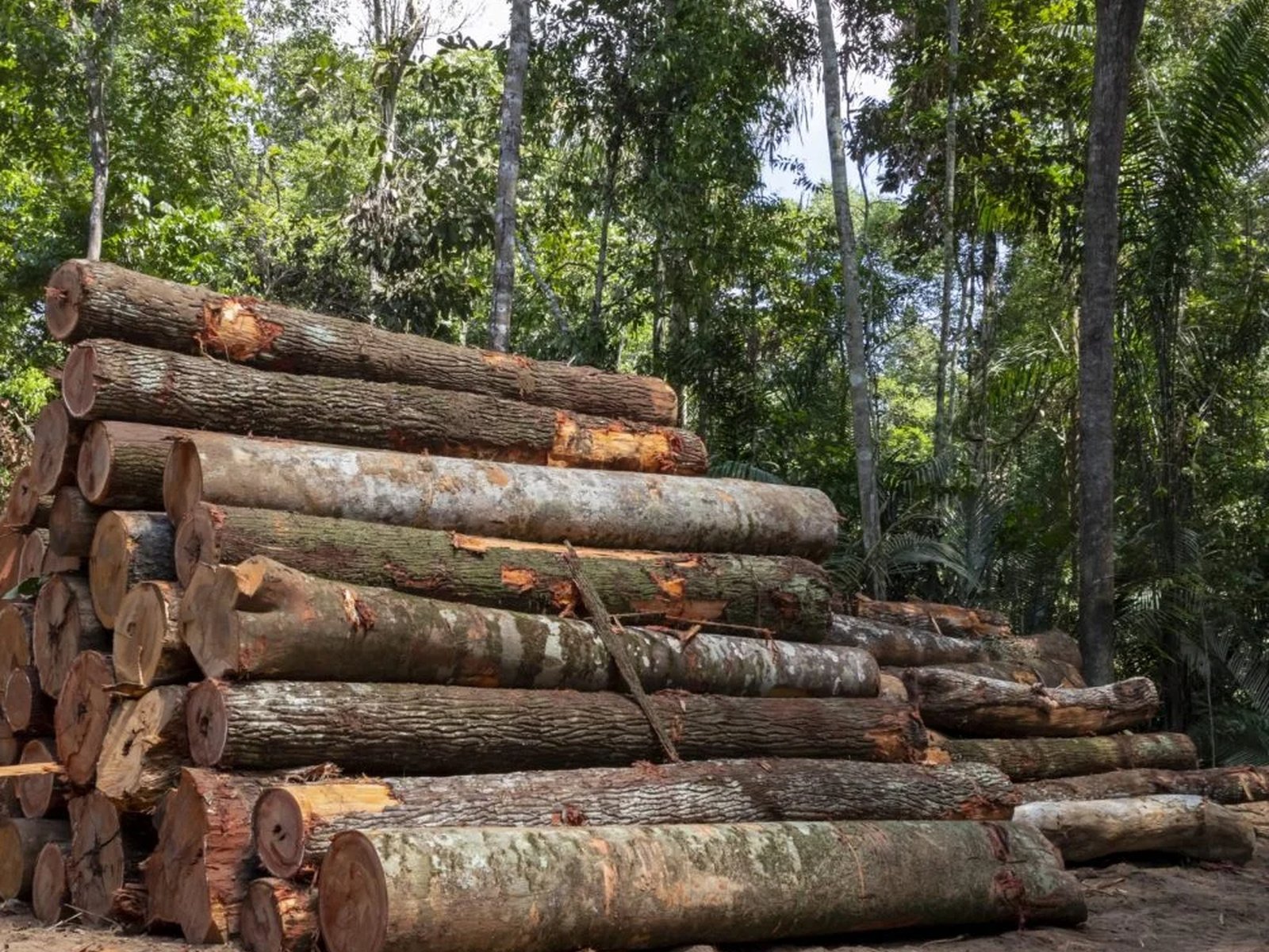 Logs / Roundwood
